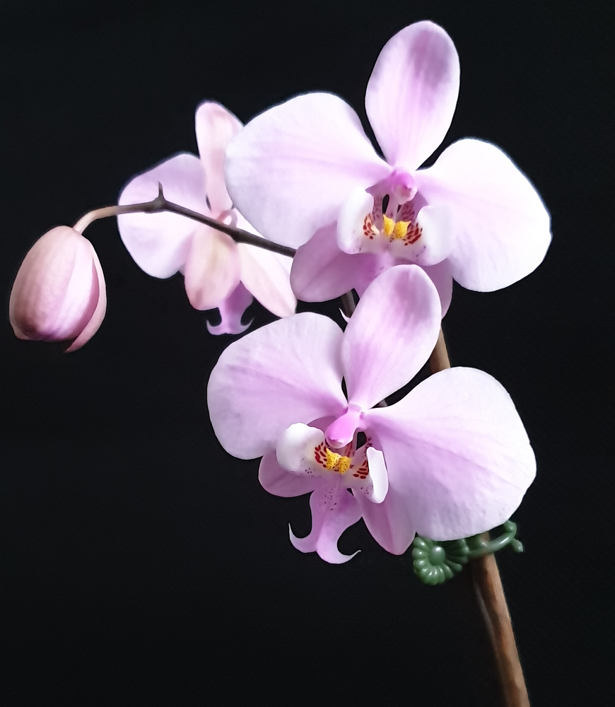 orchid