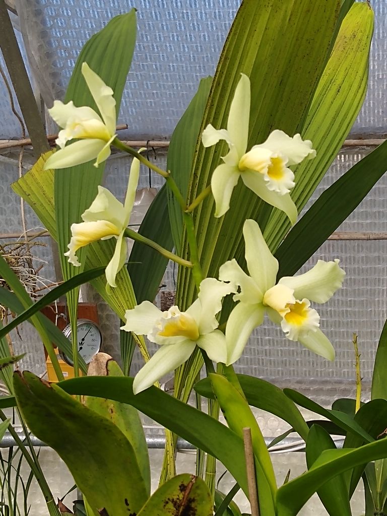 orchid