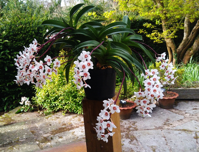 picture of this month's orchid
